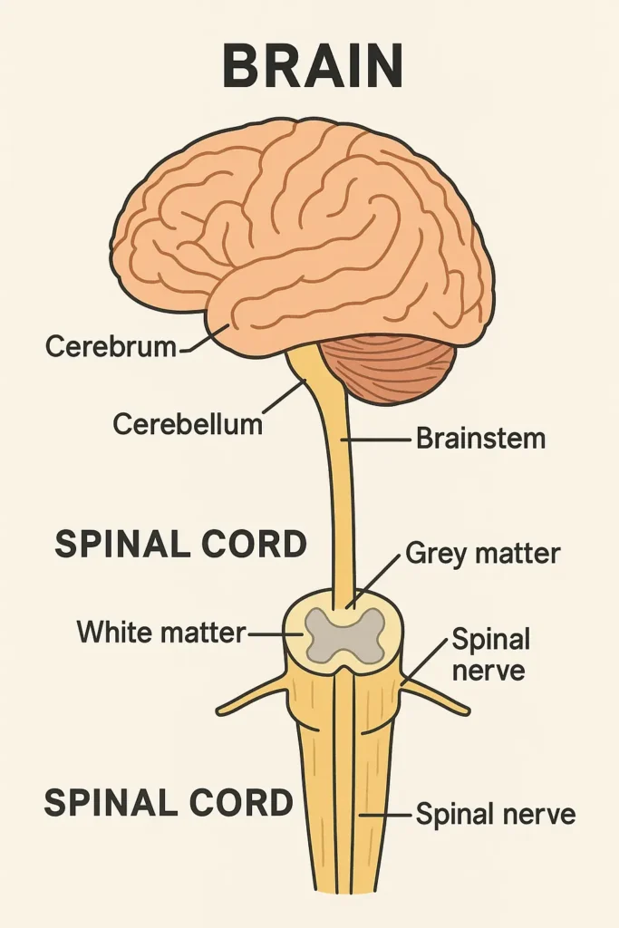 Diagram of Brain and Spinal Cord